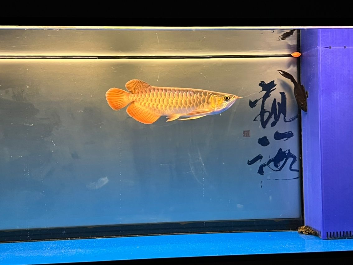 入缸11個月，入缸11個月的感受
