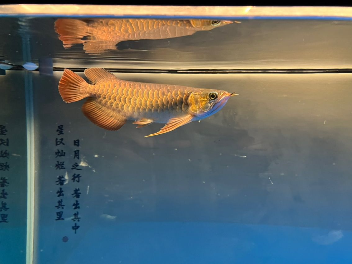 入缸11個月，入缸11個月的感受