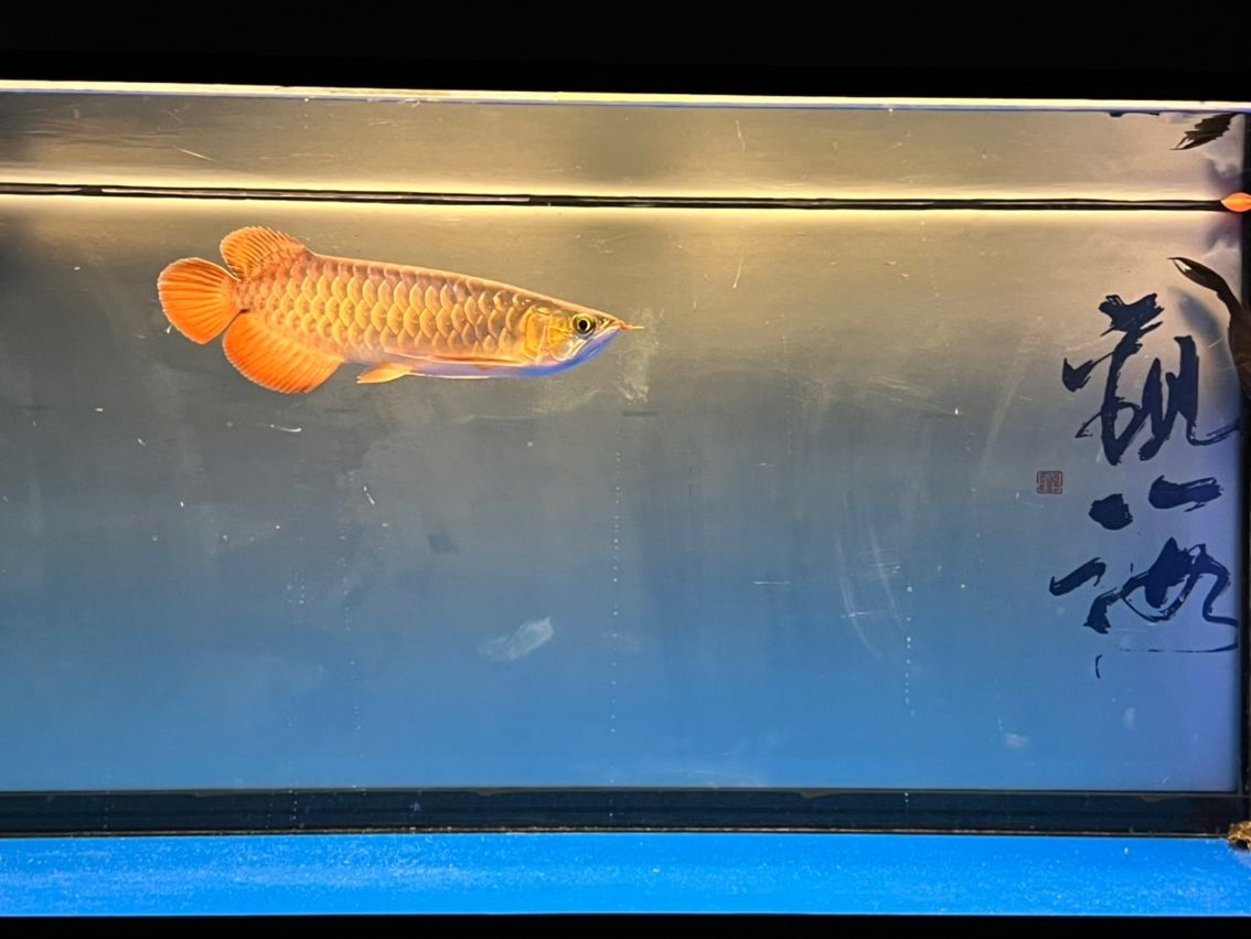 入缸11個月，入缸11個月的感受