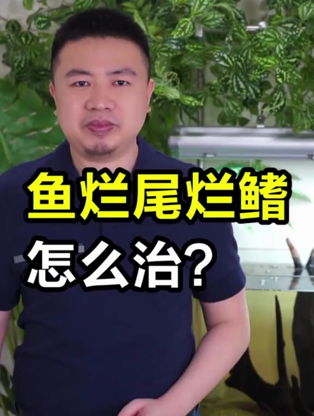 爛鰭爛尾的魚會自愈嗎，爛鰭爛尾的魚在極輕微的情況下可能自愈但絕大多數情況必須人為干預