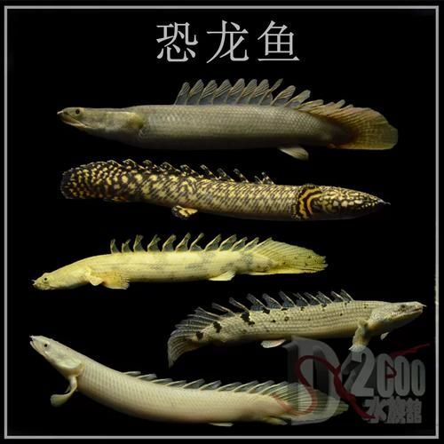 大花虎斑恐龍魚有哪些獨特品種？，大花虎斑恐龍魚與虎紋恐龍王的對比表格，幫你一眼分清它們的區別