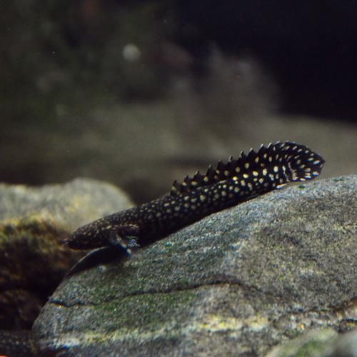 大花虎斑恐龍魚有哪些獨特品種？，大花虎斑恐龍魚與虎紋恐龍王的對比表格，幫你一眼分清它們的區別