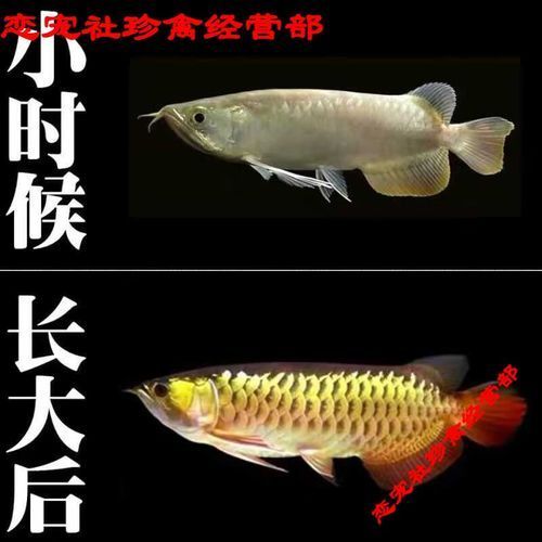 高背金龍魚和過背金龍魚哪個更稀有？，過背金龍魚和高背金龍魚的區(qū)別