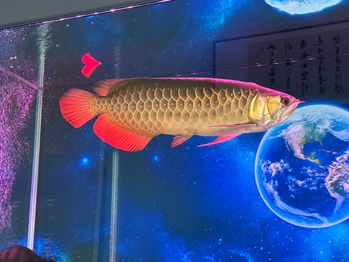 大湖賽級紅龍，大湖賽級紅龍是一只來自大湖地區(qū)的頂級紅龍