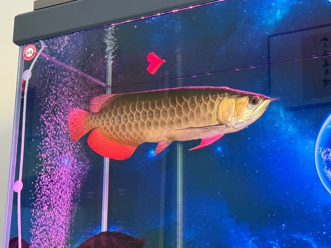 大湖賽級紅龍，大湖賽級紅龍是一只來自大湖地區(qū)的頂級紅龍
