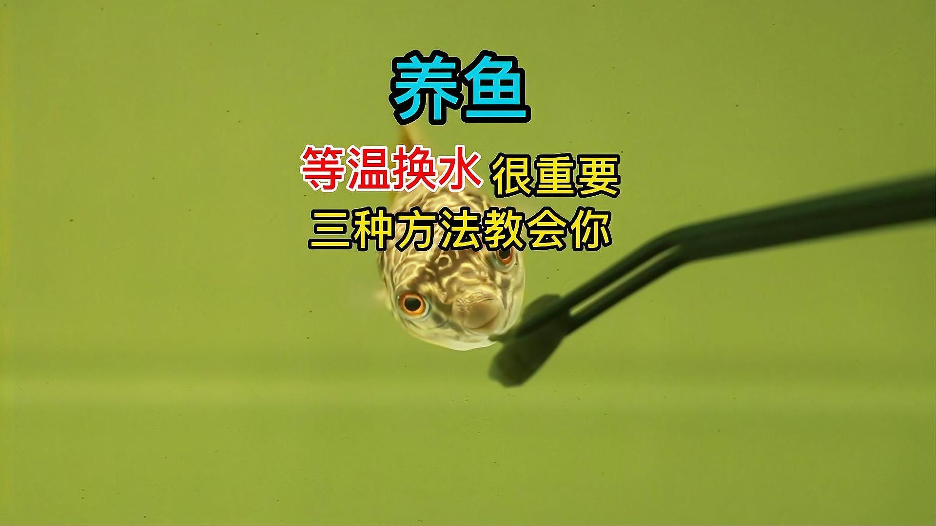 魚兒趴缸后如何恢復，———1000字詳解與實操指南
