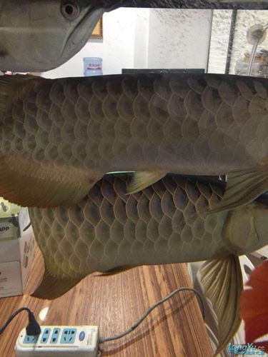能否提供龍魚傷口自愈的圖片示例,關(guān)于龍魚傷口自愈的圖片示例 龍魚百科 第4張 能否提供龍魚傷口自愈的圖片示例,關(guān)于龍魚傷口自愈的圖片示例 能否提供龍魚傷口自愈的圖片示例,關(guān)于龍魚傷口自愈的圖片示例 龍魚百科 第4張