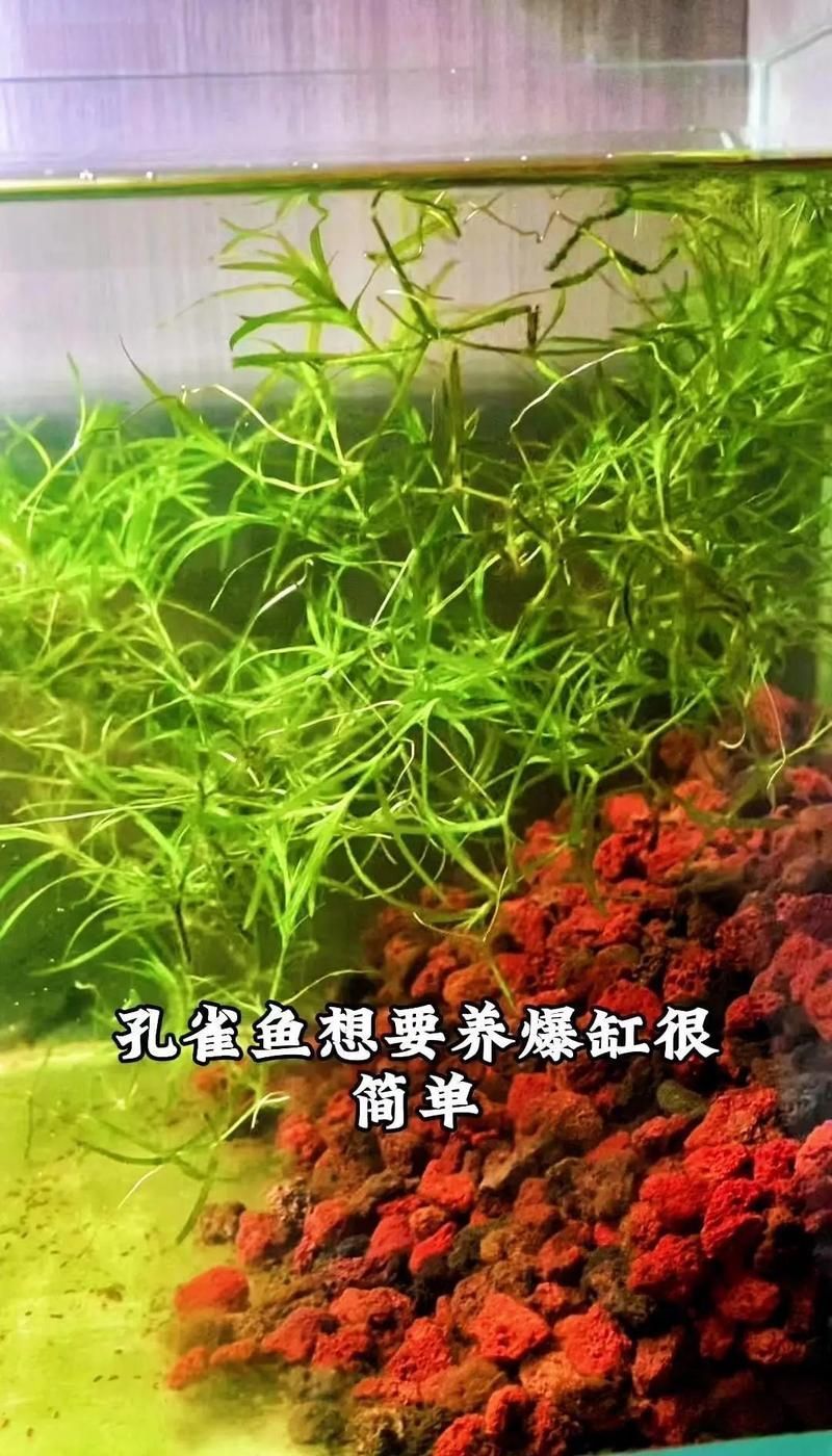 有哪些水草適合孔雀魚幼魚繁殖