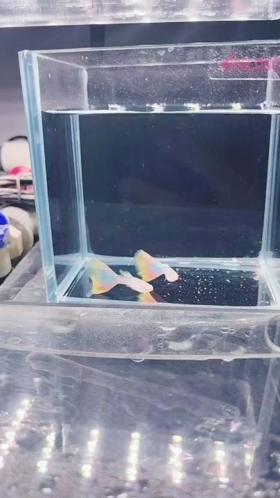 極光孔雀魚，北京老寧評論：光孔雀魚是一種觀賞性極強的熱帶淡水魚