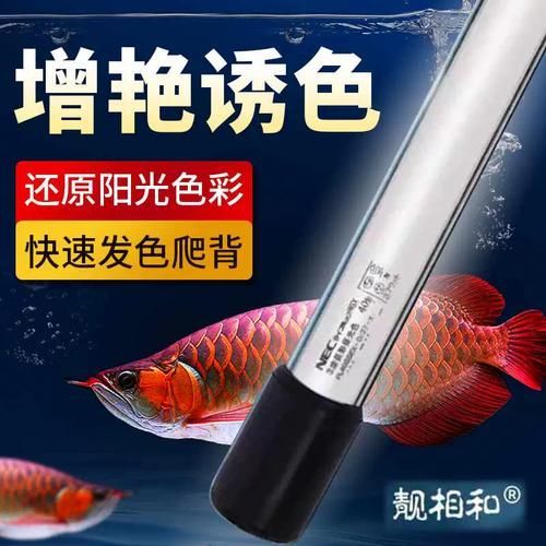 哪種品牌的龍魚發色燈管最好？，養龍魚的朋友都知道，龍魚發色燈管，紅龍發色燈管