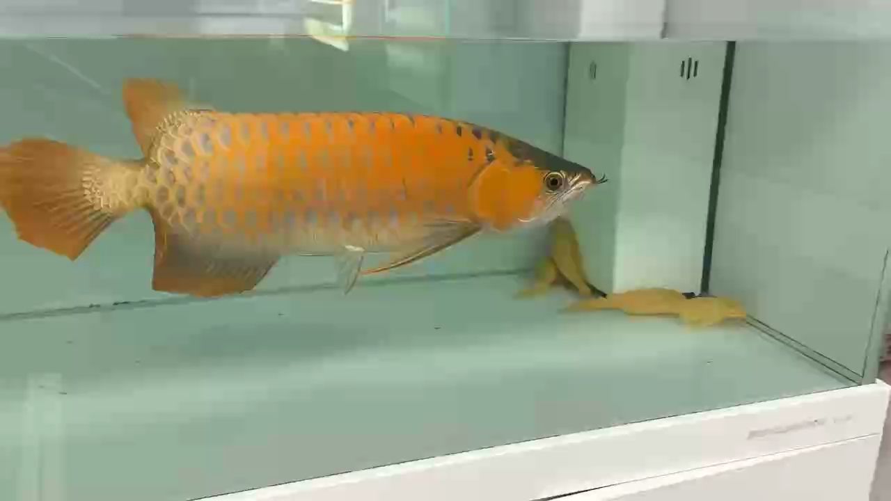 出賽級(jí)紅龍，出賽級(jí)紅龍魚