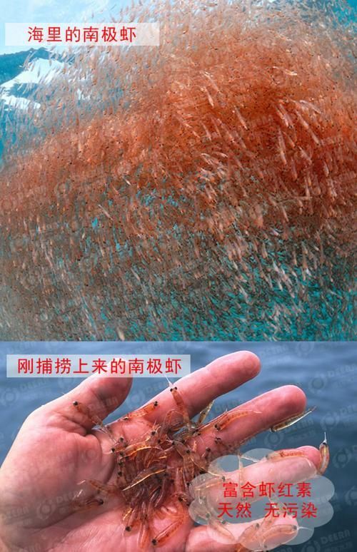 如何補(bǔ)充小火龍魚的鈣質(zhì)？，小火龍魚的鈣質(zhì)補(bǔ)充