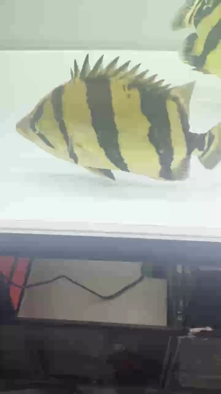 出泰虎魚，29cm極品小泰虎刀紋微微雜
