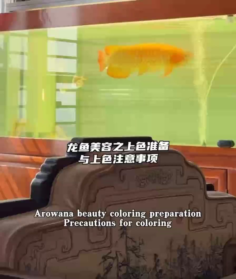 龍魚美容之上色法門 及注意事項(xiàng)，龍魚美容之上色準(zhǔn)備與上色注意事項(xiàng)