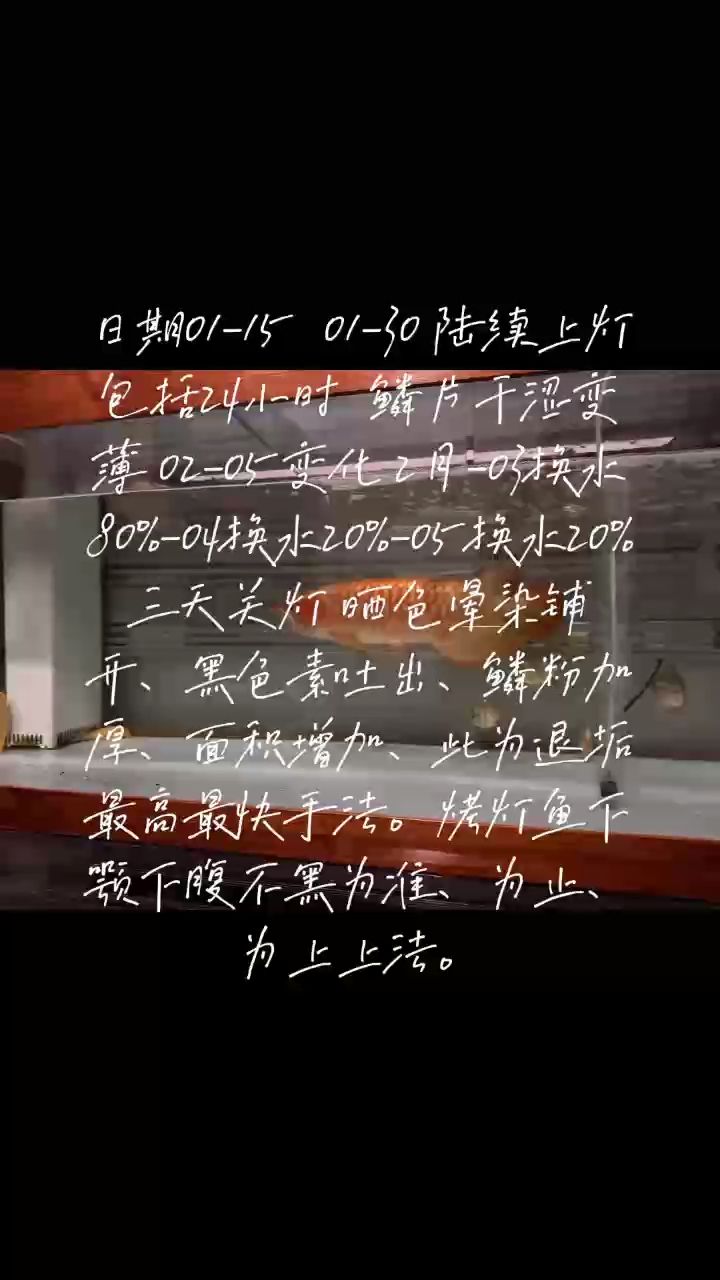 龍魚美容之 退垢法 鋪色法 覆蓋血痕之法門，三種針對龍魚的美容方法