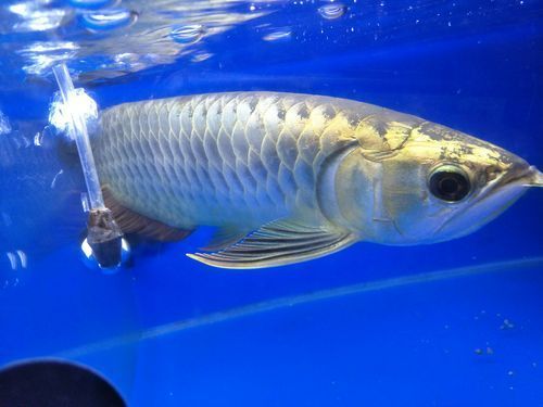 金頭過背金龍魚最簡單三個步驟，“金頭過背金龍魚最簡單三個步驟詳解”