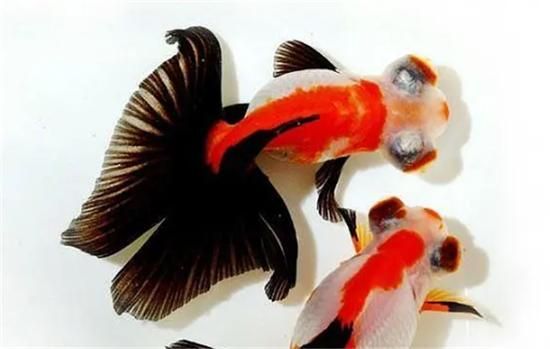 龍睛和蝶尾的價(jià)格差異大嗎，如何區(qū)分龍睛和蝶尾金魚(yú)？