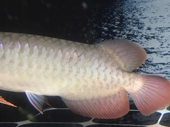 能否提供龍魚(yú)細(xì)菌感染的圖片示例，如何治療龍魚(yú)細(xì)菌感染