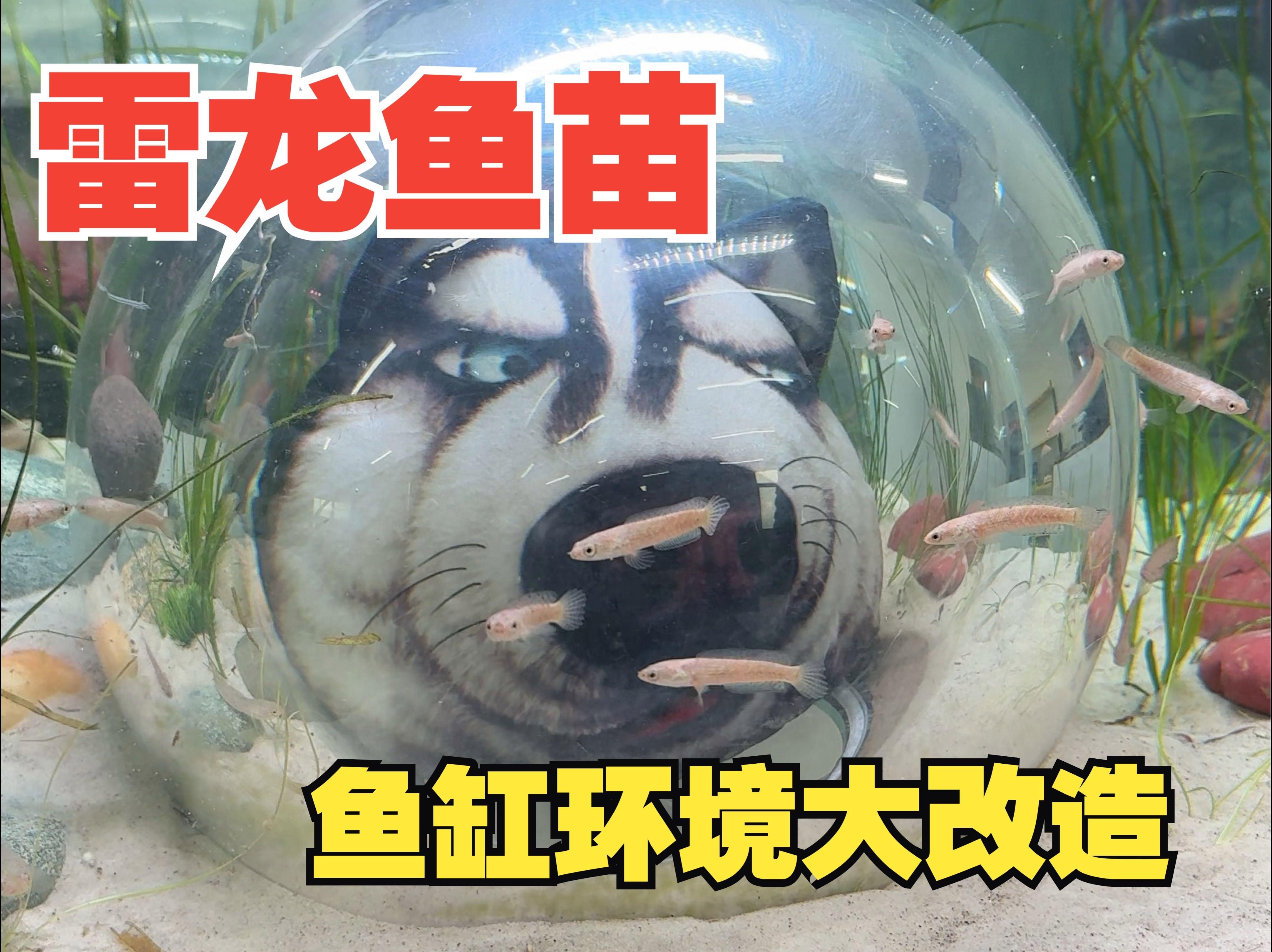 龍魚苗需要多大的魚缸？，養(yǎng)龍魚魚缸的最佳尺寸是多少爆爆花萌寵園長爆爆花萌寵園長