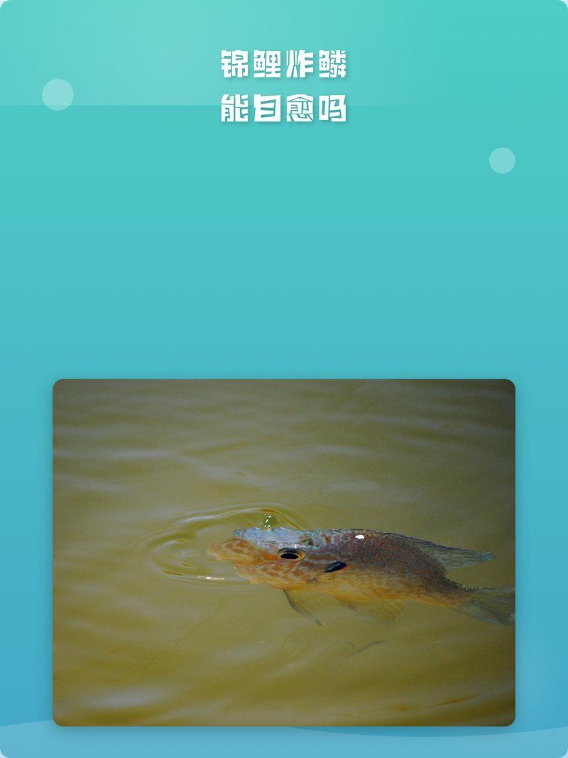 魚炸鱗會自愈嗎，魚炸鱗能自愈嗎子杰發藝造型師魚炸鱗后多久會恢復