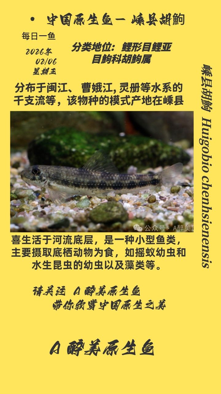 嵊縣胡鮈，浙江省嵊州市一種地方特色魚類，體重可達1-2公斤