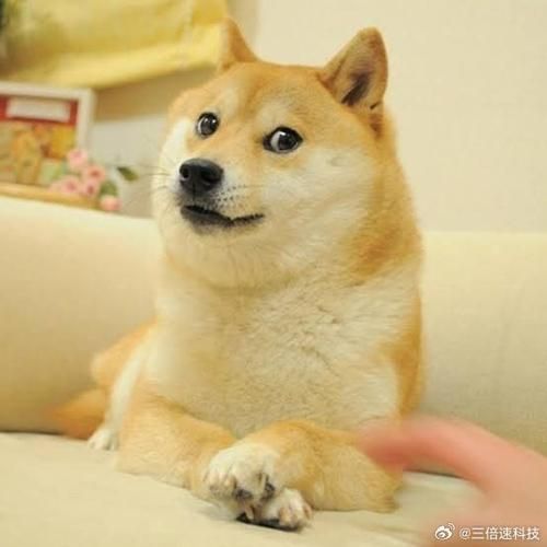 梗文化如何影響動物福利，梗文化對于動物福利的影響