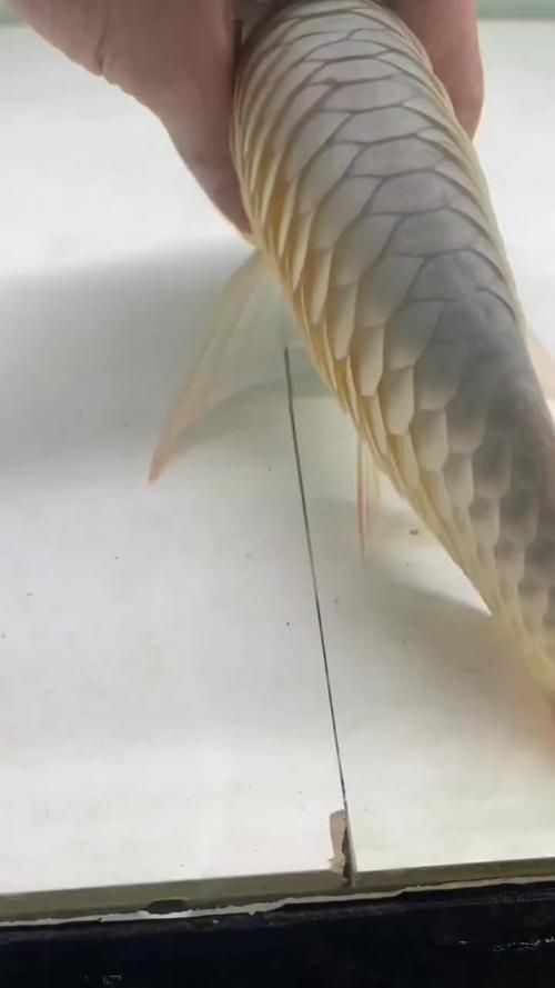 龍魚炸鱗圖片，龍魚炸鱗會自愈嗎