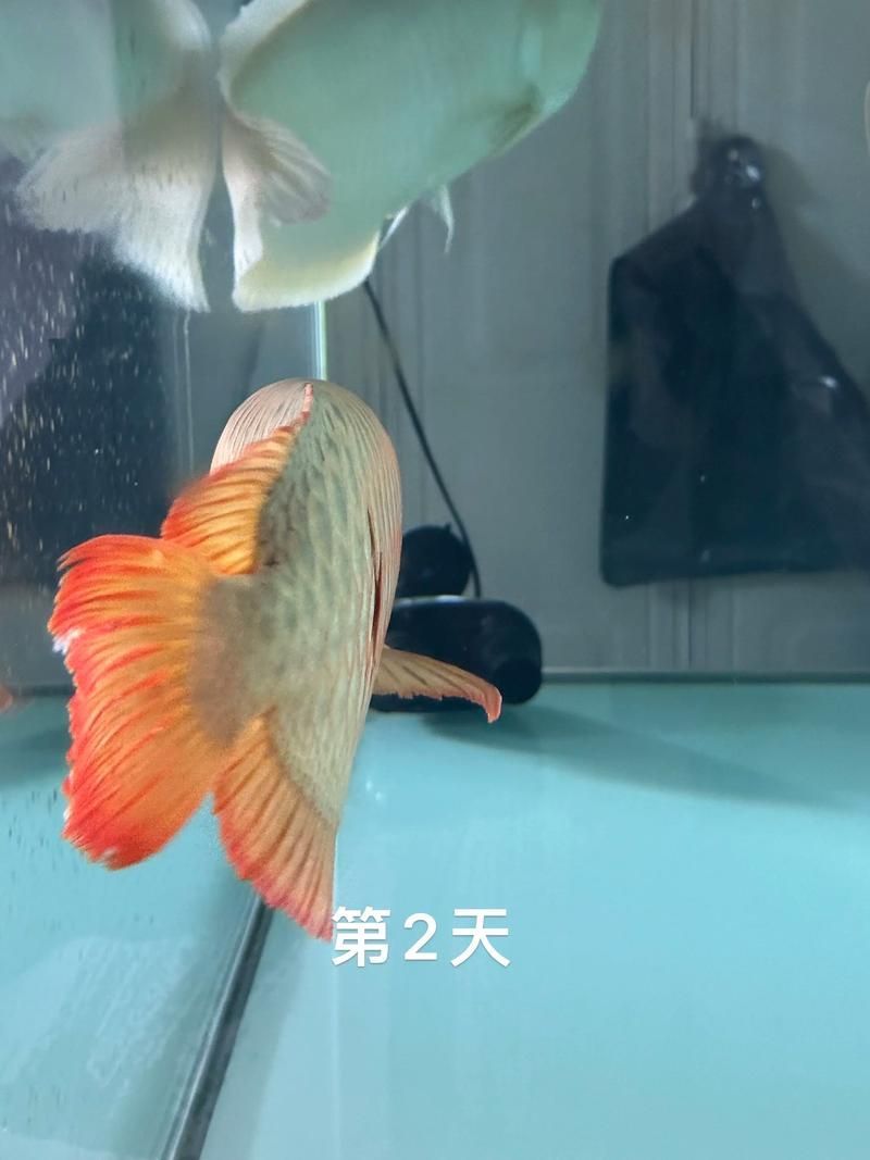 龍魚炸鱗圖片，龍魚炸鱗會自愈嗎