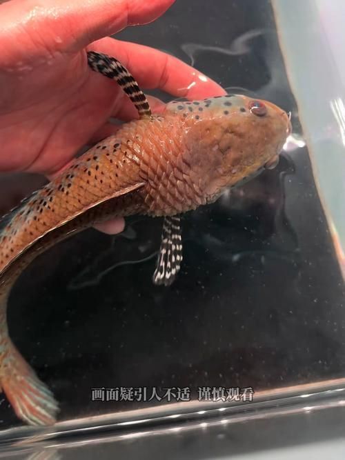 龍魚炸鱗圖片，龍魚炸鱗會自愈嗎