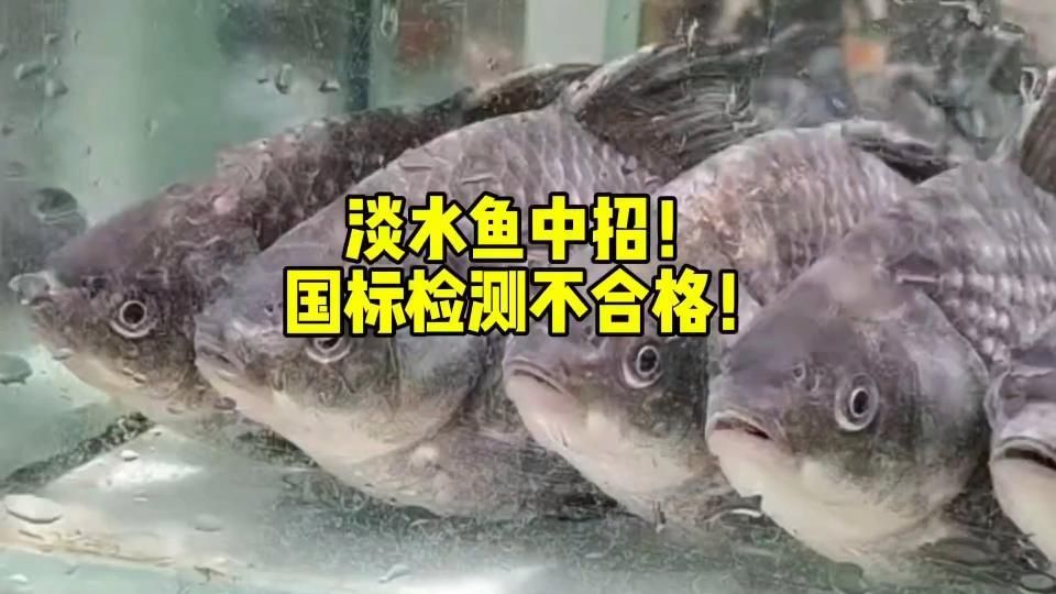 品牌魚和野生魚哪個更安全，品牌魚和野生魚的區別