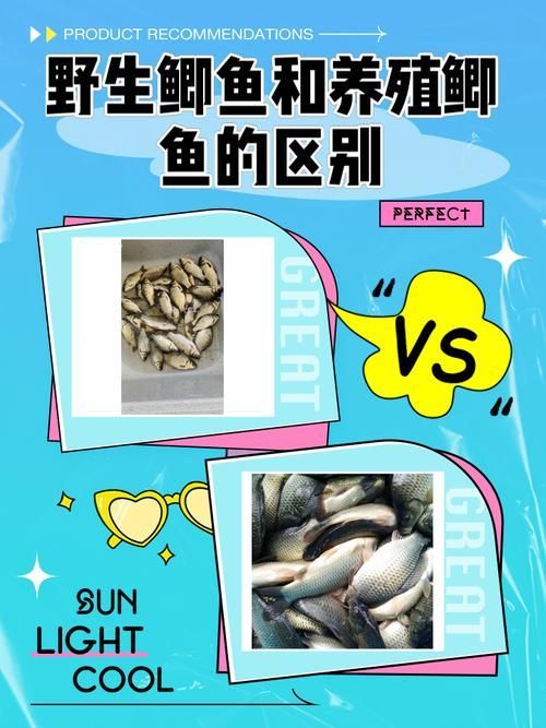 品牌魚和野生魚哪個更安全，品牌魚和野生魚的區別
