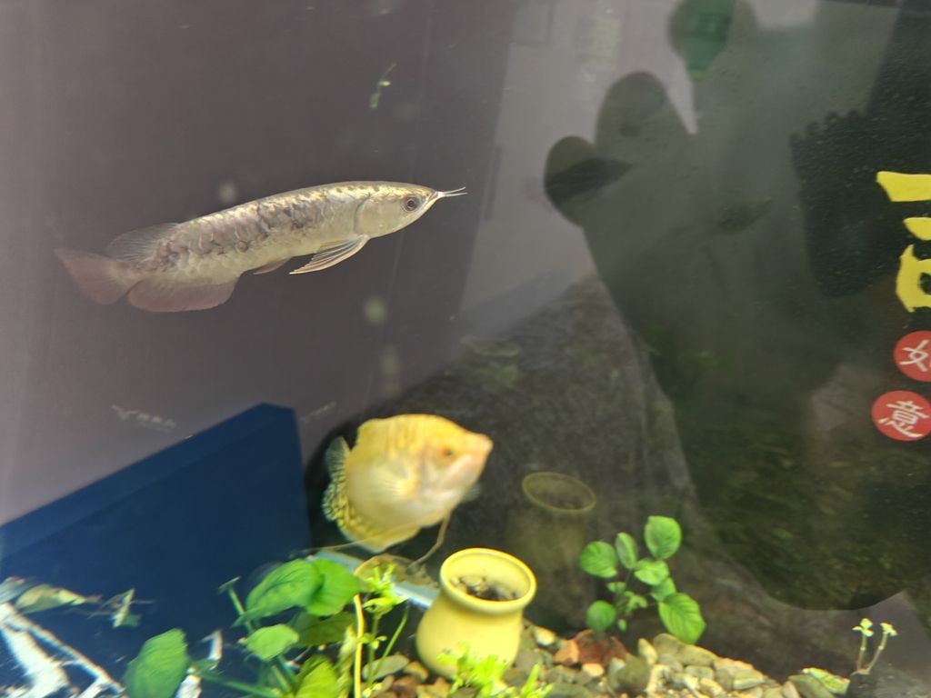 求救啊！！！，愛魚玩水族_養魚咨詢評論：緊急情況下的求救信號