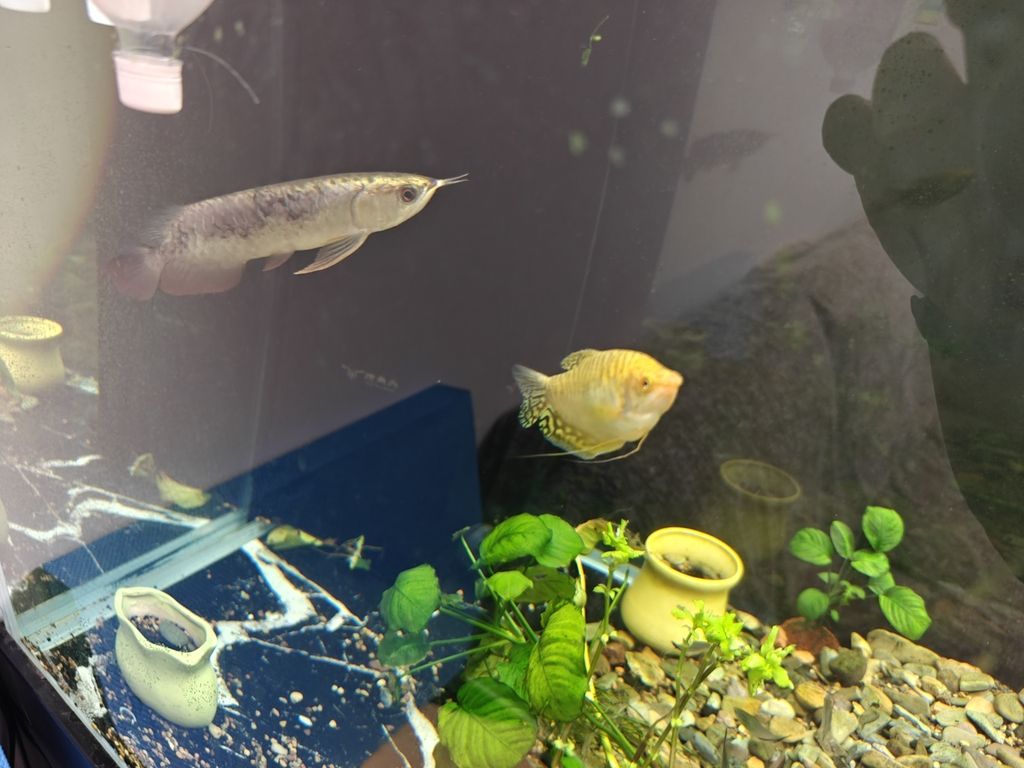求救啊！！！，愛魚玩水族_養魚咨詢評論：緊急情況下的求救信號