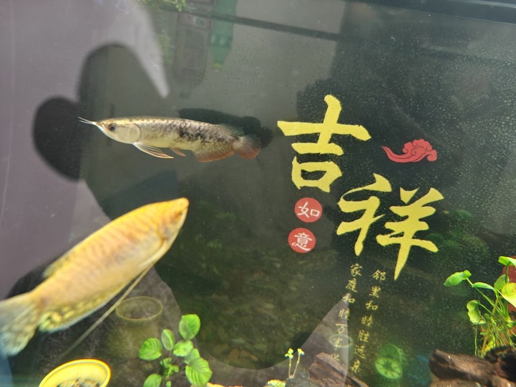 求救啊！！！，愛魚玩水族_養魚咨詢評論：緊急情況下的求救信號
