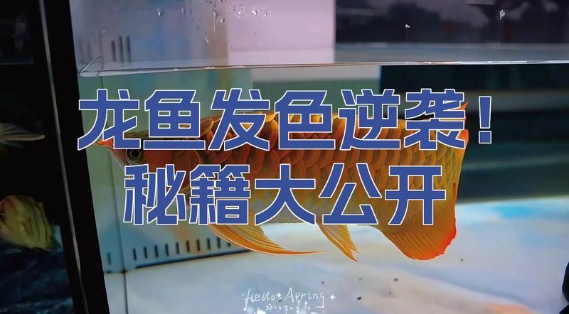 如何維持印尼紅龍的水質穩定，印尼紅龍魚水質穩定是確保紅龍魚健康的關鍵因素之一