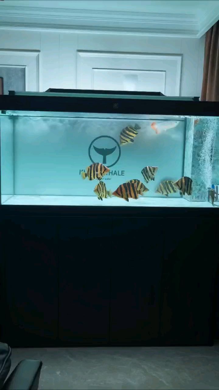賞魚，賞魚是一種享受自然美景和觀賞魚類的活動