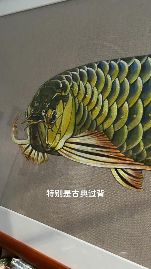 給我一些古典過背和紅龍的圖片，古典過背與紅龍的飼養對比表