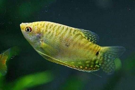 金曼龍魚(yú)和藍(lán)曼龍魚(yú)有什么區(qū)別？，金曼龍與藍(lán)曼龍魚(yú)飼養(yǎng)對(duì)比表