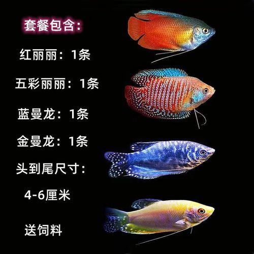 金曼龍魚(yú)和藍(lán)曼龍魚(yú)有什么區(qū)別？，金曼龍與藍(lán)曼龍魚(yú)飼養(yǎng)對(duì)比表