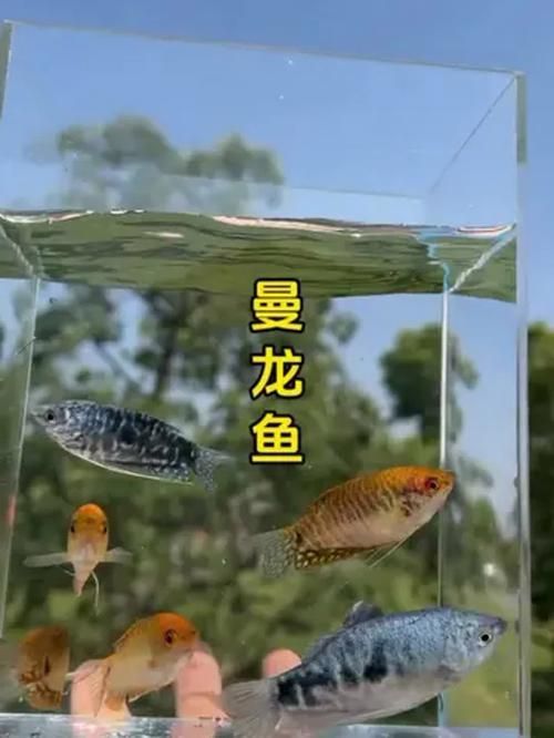 金曼龍魚(yú)和藍(lán)曼龍魚(yú)有什么區(qū)別？，金曼龍與藍(lán)曼龍魚(yú)飼養(yǎng)對(duì)比表