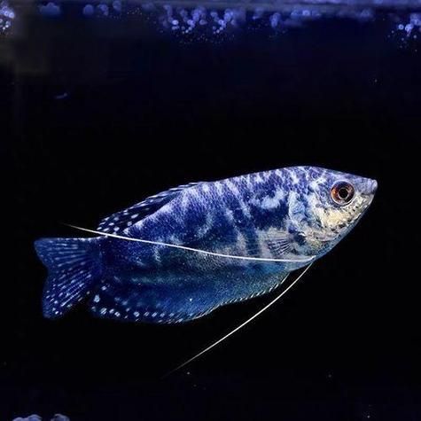 金曼龍魚(yú)和藍(lán)曼龍魚(yú)有什么區(qū)別？，金曼龍與藍(lán)曼龍魚(yú)飼養(yǎng)對(duì)比表