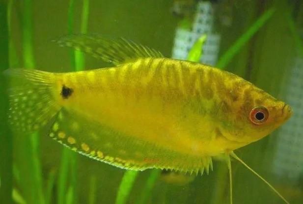 金曼龍魚(yú)和藍(lán)曼龍魚(yú)有什么區(qū)別？，金曼龍與藍(lán)曼龍魚(yú)飼養(yǎng)對(duì)比表