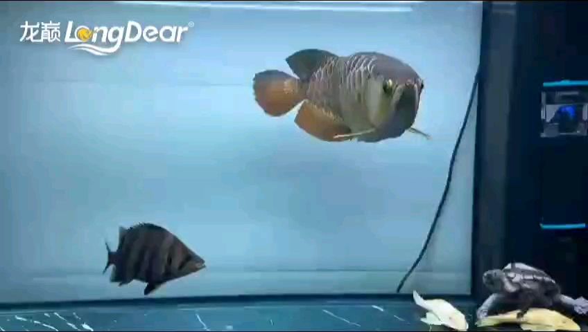 轉發987，轉發987，純境