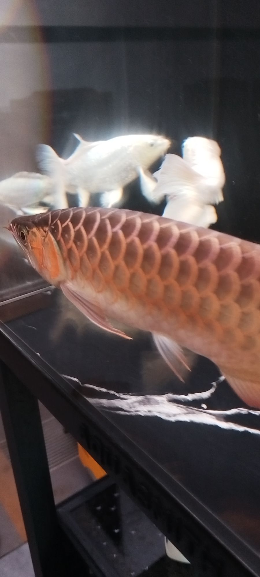 肥龍，肥龍的奇幻冒險