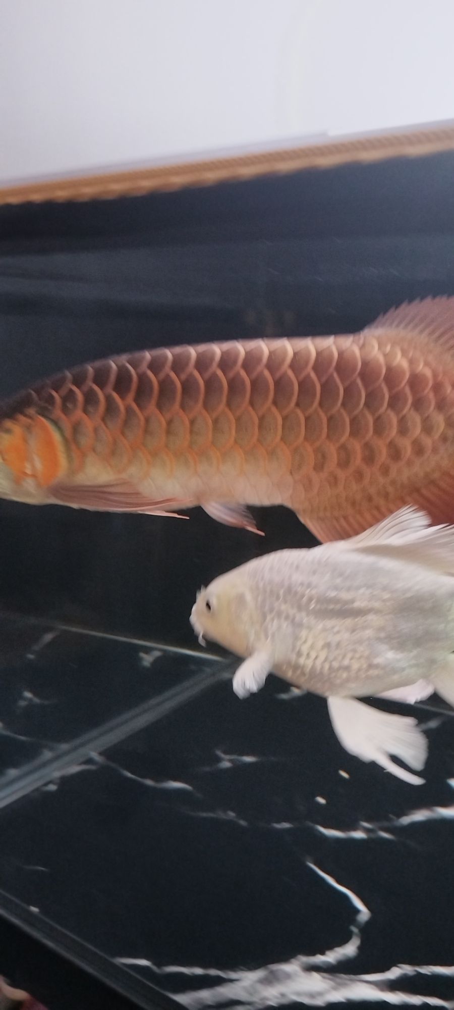 肥龍，肥龍的奇幻冒險