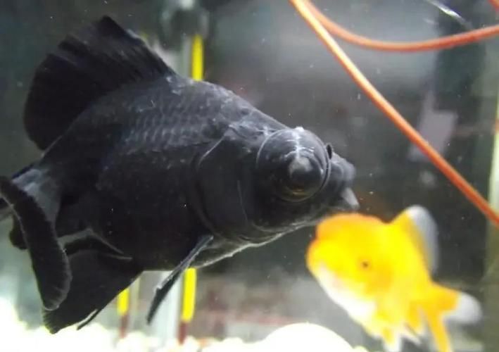 紅金龍魚常見疾病防治，紅金龍魚常見疾病及防治方法
