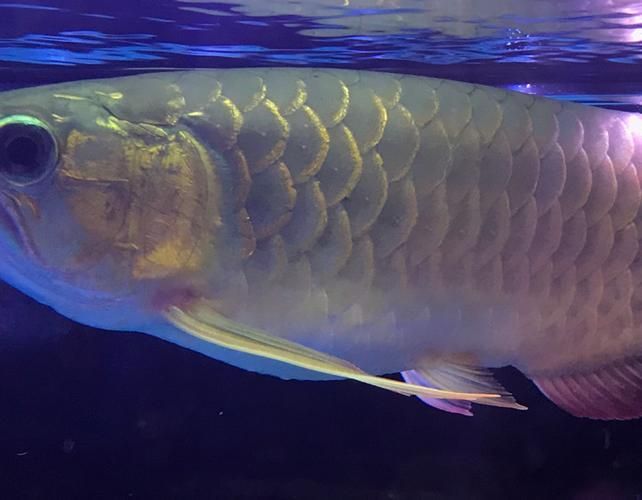 紅金龍魚常見疾病防治，紅金龍魚常見疾病及防治方法