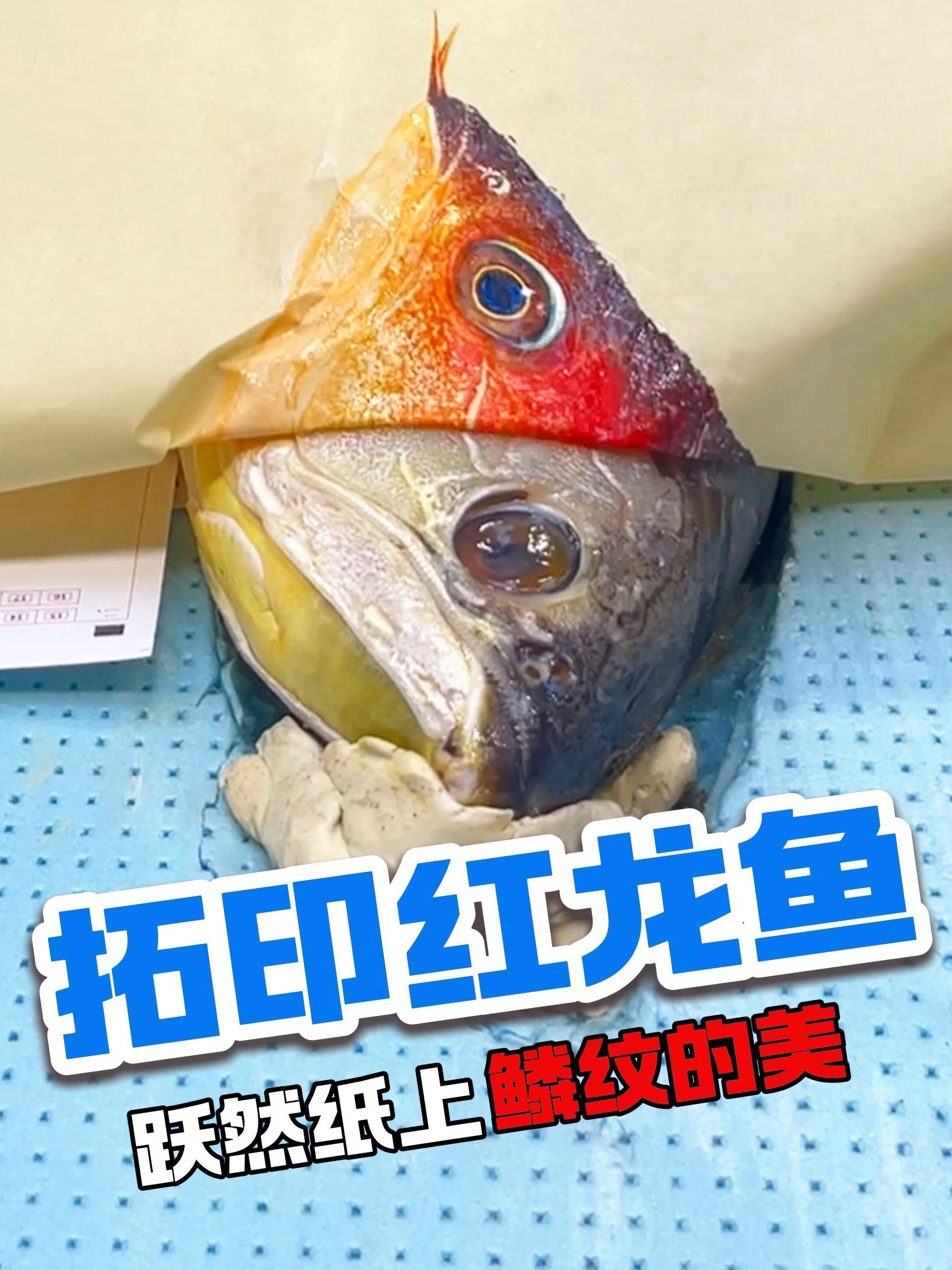 有沒有藝術加工的紅龍魚壁紙，水墨龍魚壁紙是一種將傳統紅龍魚圖案進行創意性修改