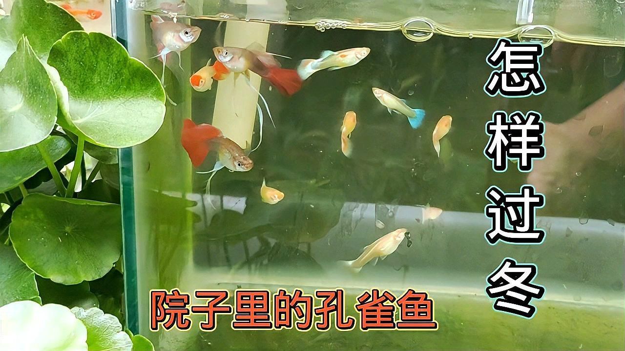 斑馬魚和孔雀魚哪個更耐寒，斑馬魚和孔雀魚哪個更耐熱