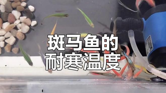 斑馬魚和孔雀魚哪個更耐寒，斑馬魚和孔雀魚哪個更耐熱